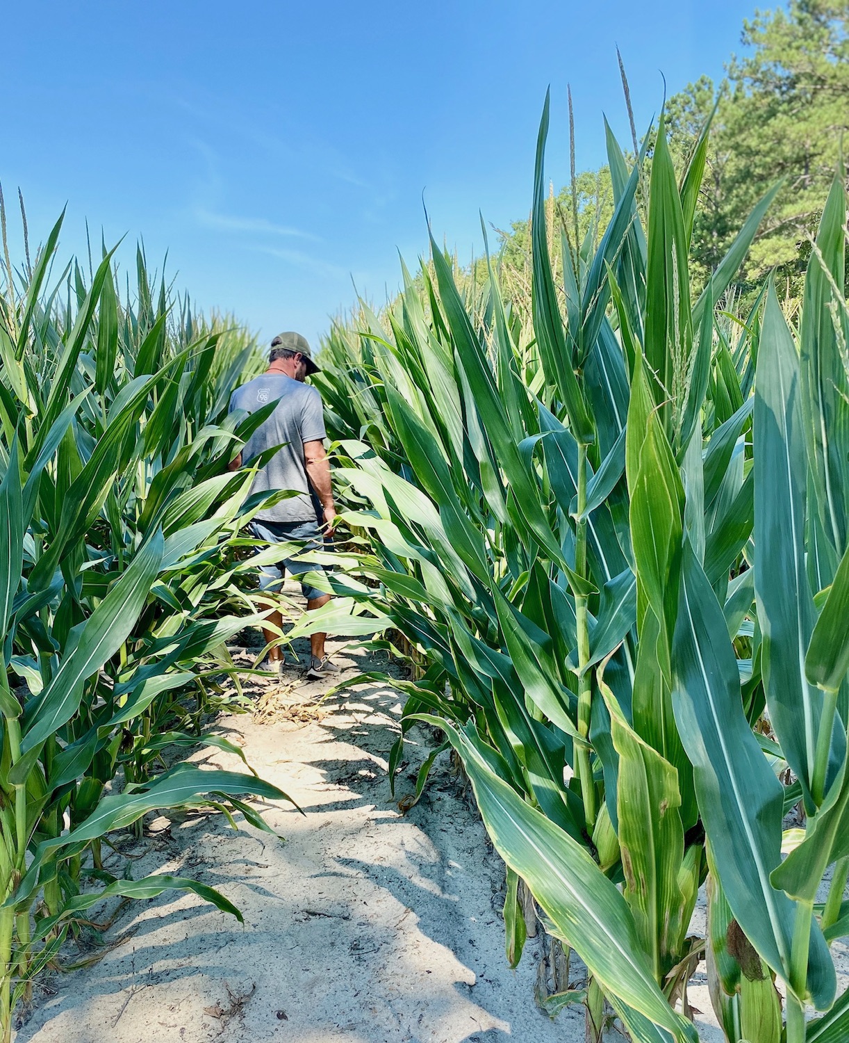 Harrison Holditch, co-founder of vodka brand Distillery 98, visits a corn farm.